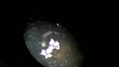 Bosmina longirostris