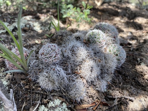 Image of Mammillaria decipiens by (c) P Gonzalez Zamora, some rights reserved (CC BY)