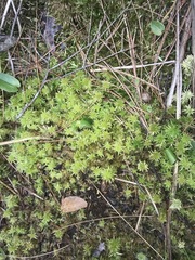 Sphagnum subsecundum