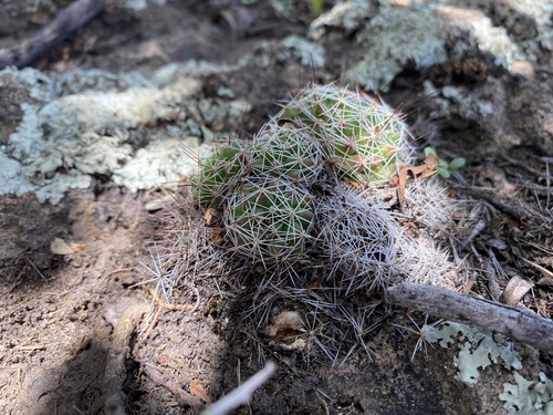 Mammillaria decipiens