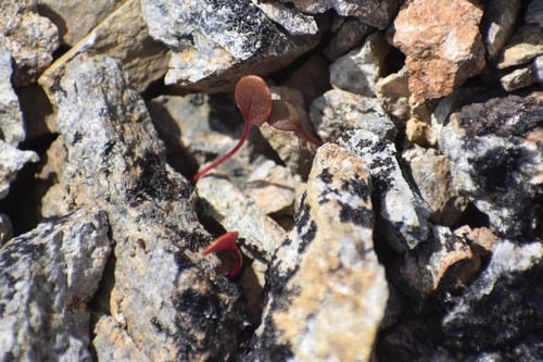 Image of Claytonia ogilviensis by (c) Syd Cannings, some rights reserved (CC BY)
