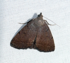 Zanclognatha martha