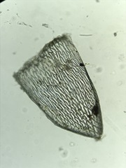 Sphagnum subsecundum