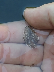 Prostheceraeus crozieri