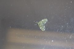 Deuterophysa