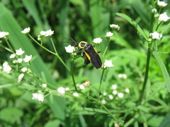 Chauliognathus distinguendus