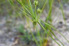Cyperus schweinitzii