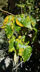 Taphrina populi-salicis