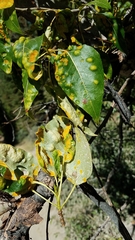 Taphrina populi-salicis