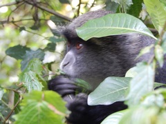 Colobus caudatus