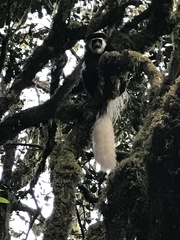 Colobus caudatus