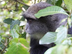 Colobus caudatus