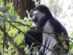 Colobus caudatus