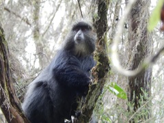 Colobus caudatus