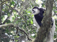 Colobus caudatus