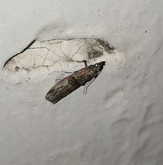 Nephopterix angustella