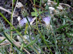 Centaurea