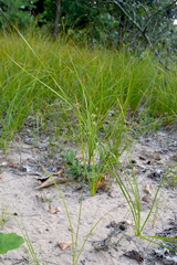 Cyperus schweinitzii