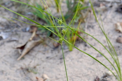 Cyperus schweinitzii