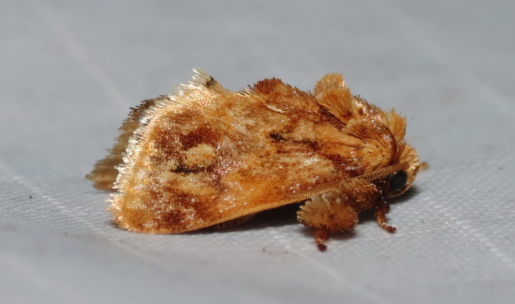 Beutenmueller's Slug Moth