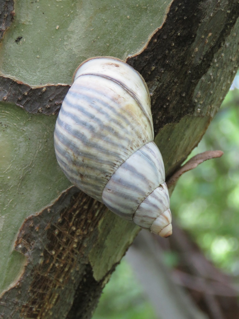 Orthalicus zoniferus