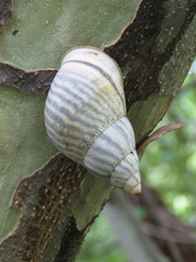 Orthalicus zoniferus