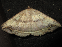 Blasticorhinus hoenei