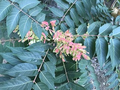 Ailanthus altissima