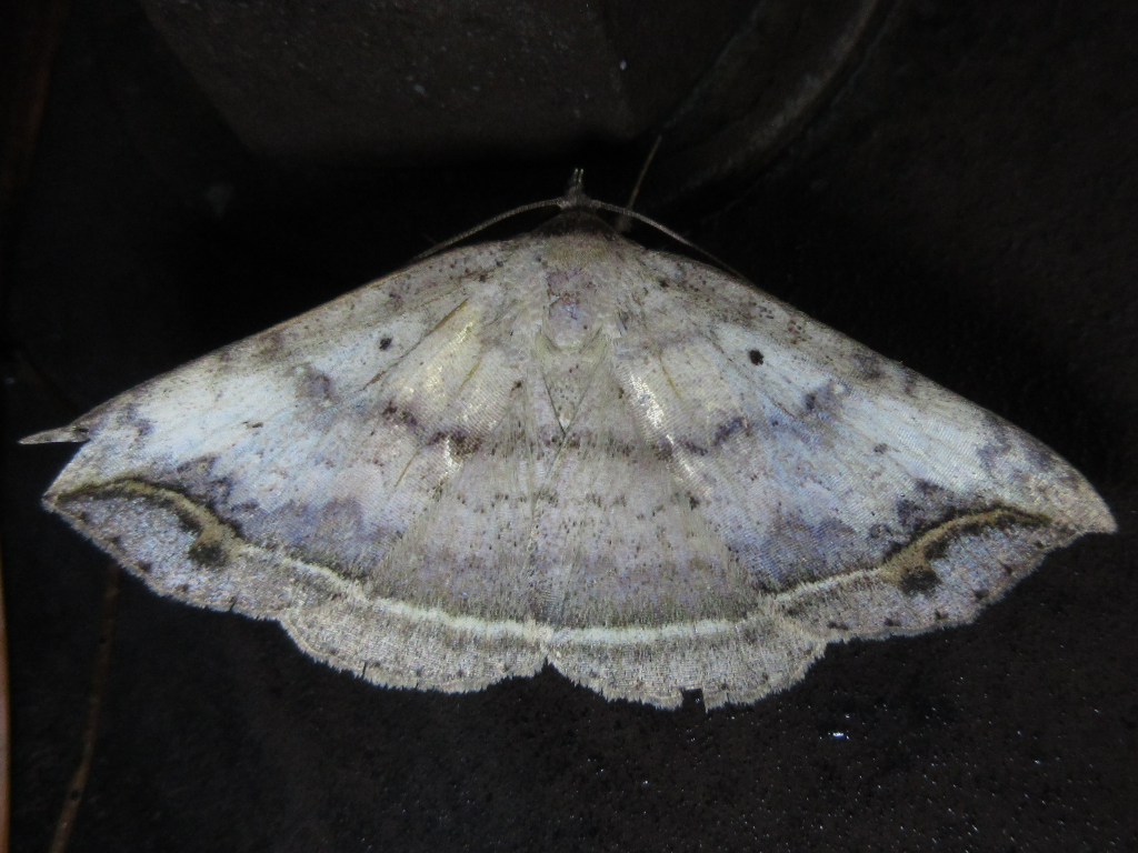 Blasticorhinus hoenei