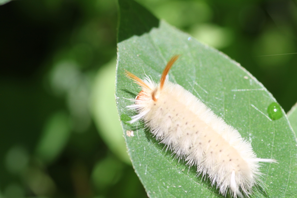 Sycamore Tussock Moth from Baltimore County, MD, USA on August 10, 2020 ...