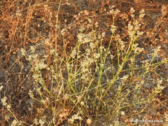 Pimpinella villosa