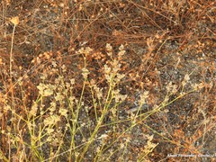 Pimpinella villosa