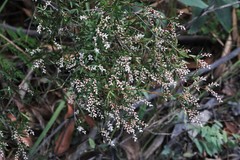 Leucopogon pimeleoides