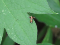 Aetole calcifer