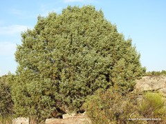 Arceuthobium oxycedri