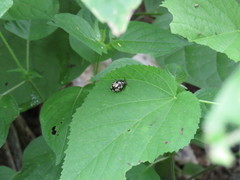 Calligrapha ancoralis