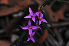 Boronia hapalophylla