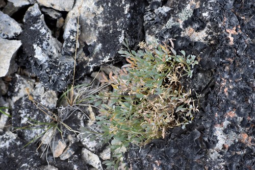 Image of Podistera yukonensis by (c) Syd Cannings, some rights reserved (CC BY)