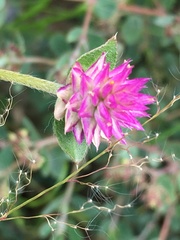 Gomphrena serrata