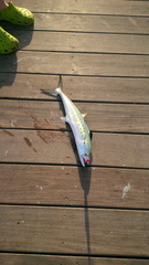 Scomberomorus maculatus