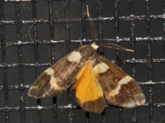 Thallarcha phalarota