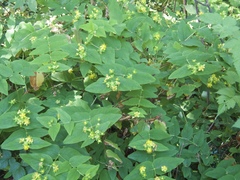 Hypericum androsaemum