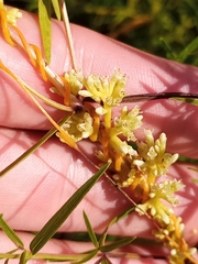 Cuscuta cephalanthi