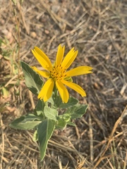 Amblyolepis setigera