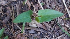 Endodeca serpentaria