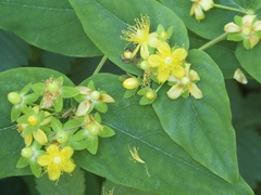 Hypericum androsaemum