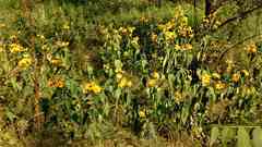 Heliopsis helianthoides