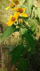 Heliopsis helianthoides