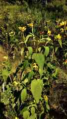 Heliopsis helianthoides