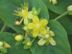 Hypericum androsaemum